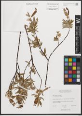 Foto von Salix petiolaris Sm.